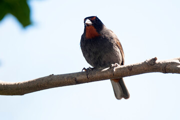 Sporophile rougegorge, Pèrenoir rougegorge,.Loxigilla noctis, Lesser Antillean Bullfinch, Ile de Saint Martin, Antilles