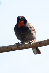Sporophile rougegorge, Pèrenoir rougegorge,.Loxigilla noctis, Lesser Antillean Bullfinch, Ile de Saint Martin, Antilles
