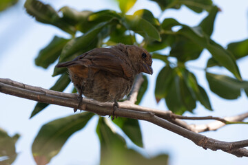Sporophile rougegorge, Pèrenoir rougegorge,.Loxigilla noctis, Lesser Antillean Bullfinch, Ile de Saint Martin, Antilles