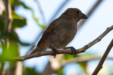 Sporophile rougegorge, Pèrenoir rougegorge,.Loxigilla noctis, Lesser Antillean Bullfinch, Ile de Saint Martin, Antilles
