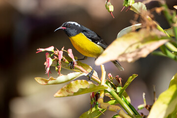 Sucrier à ventre jaune,.Coereba flaveola, Bananaquit, Ile de Saint Martin, Antilles