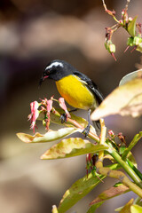 Sucrier à ventre jaune,.Coereba flaveola, Bananaquit, Ile de Saint Martin, Antilles