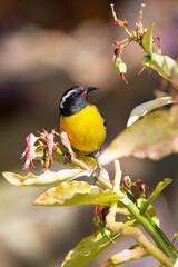Sucrier à ventre jaune,.Coereba flaveola, Bananaquit, Ile de Saint Martin, Antilles