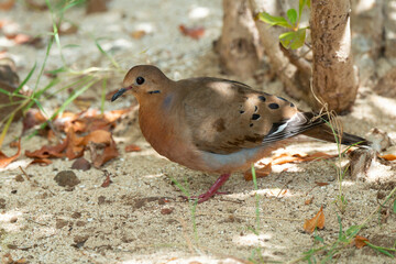 Tourterelle à queue carrée,.Zenaida aurita , Zenaida Dove, Ile de Saint Martin, Antilles