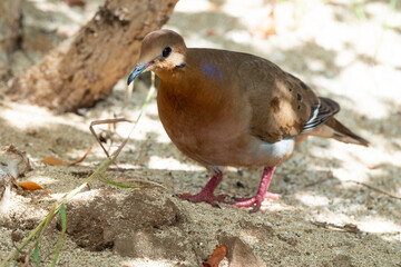 Tourterelle à queue carrée,.Zenaida aurita , Zenaida Dove, Ile de Saint Martin, Antilles
