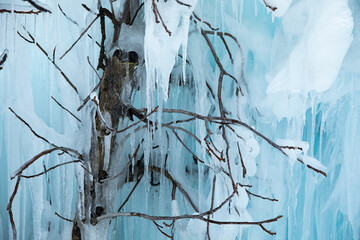icy tree branches close-up in the sunlight