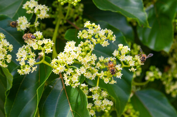 Bees collecting pollen on white flower