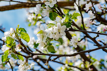 Apple blossoms 3