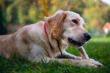 Golden Retriever dog in nature