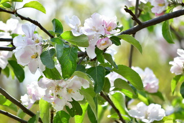 Apple blossoms 2