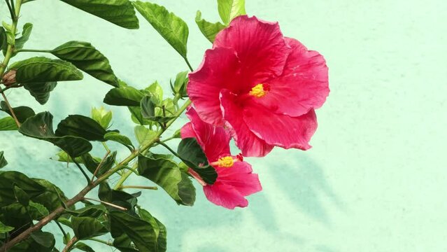 Red china hibiscus flower in the plant