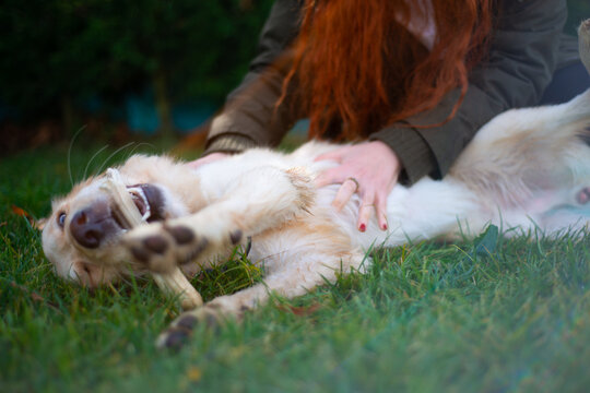 Golden Retriever dog in nature