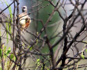 Speckled Mousebird, Pilanesberg National Park