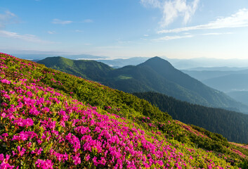 Rhododendron flowers blooming on the high wild mountain hill. Nature landscape. Location Carpathian, Ukraine, Europe. Wallpaper background.