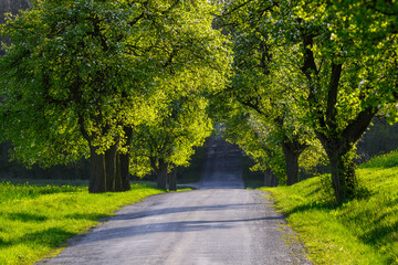 Obraz premium Wide asphalt road into the depths of the forest, tall old trees and a spot of sunlight.