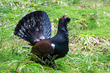 Western capercaillie, tetrao urogallus, male displaying with open tail feathers in spring forest. Amazing wood grouse lekking in courting season in woodland.