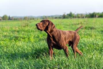 Brown German Shorthaired Pointer. A hunting dog is standing in a point in the field among the green...