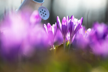 Watering purple flowers of crocuses from small white watering can. Creative concept of investment,...