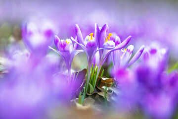 Fototapeta na wymiar A lawn covered purple flowers of crocuses with the blurred background of green grass. Spring sunny day. Majestic nature wallpaper with forest flower. Floral springtime. Location place Ukraine, Europe