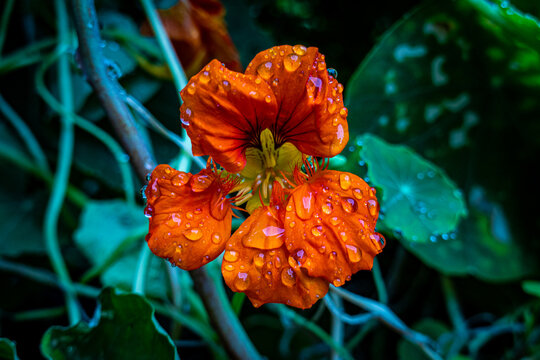 Orange flower with water drops