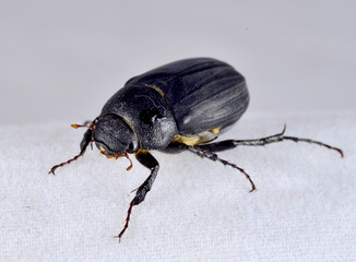 bug on black background