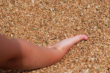child hand holding wheat grains after harvesting