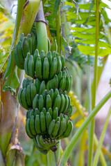 Banana trees are bearing fruit. Close-up bunch of still unripe green mini bananas growing on a tree...
