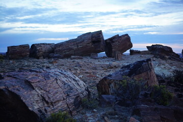 arboles petrificados 