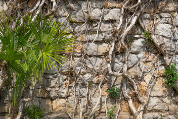 A wall of large stones overgrown with plants and a green palm tree nearby