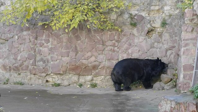 Himalayan bear or Ussuri black bear Ursus thibetanus.