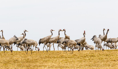 Obraz na płótnie Canvas View of cranes on a field