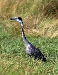 Obraz premium Black-headed Heron, Kruger National Park