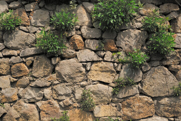 A wall of light large stones and green plants on it as a background