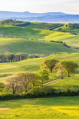 Naklejka premium Road with trees in a rolling landscape