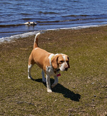 beagle dog walking along the shore of a lake in cordoba Argentina, behind him a harbor fish in the lake. Horizontal