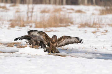 The Buzzard (Buteo buteo)