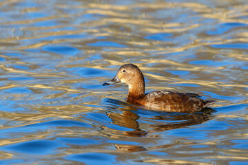 Swimming female pochard in the water