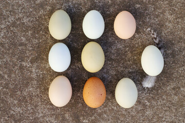 still life with nine colorful farm eggs on the grey stone background