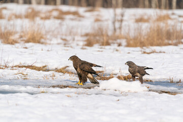 The Buzzard (Buteo buteo)