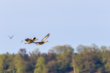 Greylag geese flying over the trees at spring