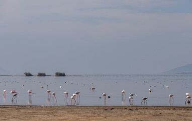 Flamingos and ancient Heracleia ruins in Bafa Lake National Park Turkey