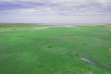 Naklejka premium Bright green wetland and swamp as background