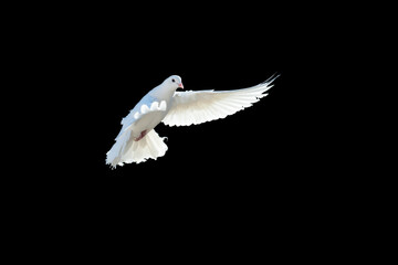 White dove flying on a black background. white pigeon. The symbol of freedom.