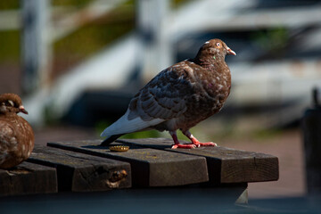 gołąb © Dariusz Grochal 