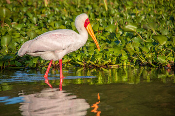 View of a beautiful yellow-billed stork wading through the water and foraging next to the water hyacinths on the shore of Lake Naivasha, Kenya