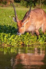 Beautiful view of a male waterbuck eating water hyacinths on the shores of Lake Naivasha, Kenya
