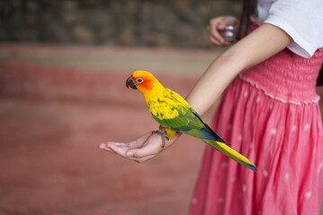 A love bird standing on a kid's hand with blurred background.