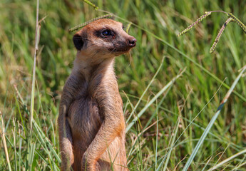 Meerkat, Addo Elephant National Park, South Africa