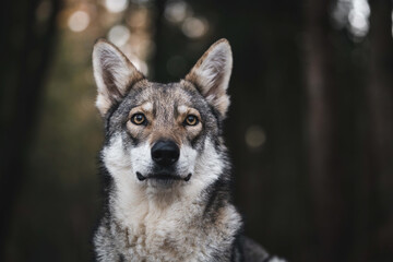A closeup shallow focus photo of a saarloos wolfdog in a forest