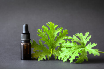 Essential oil in a brown bottle on a black background, accompanied by fresh Citronella Geranium...